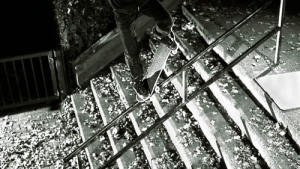 carhartt skate tom derichs